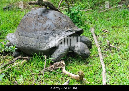 Wild giant tortoise on the island of Floreana Galapagos Islands Ecuador Stock Photo