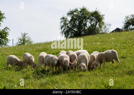 Flock Of Sheep On A Flower Meadow Stock Photo - Alamy