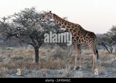 Close view of Namibian giraffe eating thin leaves at savanna Stock Photo