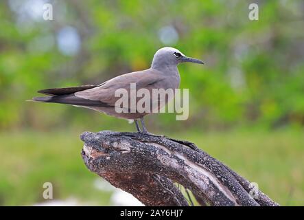 Brown Noddy (Anous stolidus pileatus) adult standing on dead branch  Ile aux Cocos, Rodrigues, Mauritius           December Stock Photo