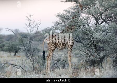 Close view of Namibian giraffe eating thin green leaves Stock Photo