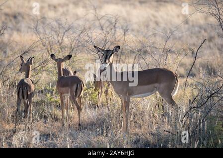 An antelope with baby animals is cautiously looking into camera Stock Photo