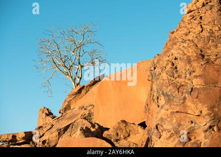 A lonely tree is growing up at a rocky mountain slope Stock Photo