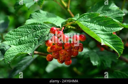 cramp bark, European cranberrybush, guelder rose, snowball tree, water elder, wayfaring tree Stock Photo