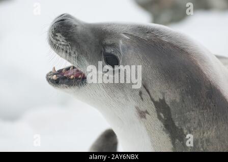 crabeater seal portrait with open mouth lying on ice floe Stock Photo