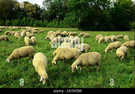 sheeps, sheep flock, herd of sheep, Ovis gmelini aries, Stock Photo