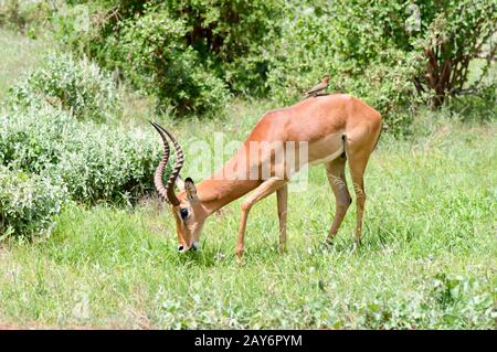 Impala isolated grazing Stock Photo