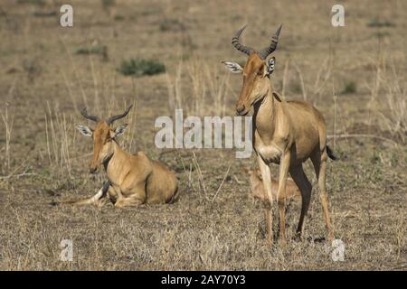 family group Coke’s Hartebeest or Kongoni in the Serengeti National Park on a sunny day Stock Photo