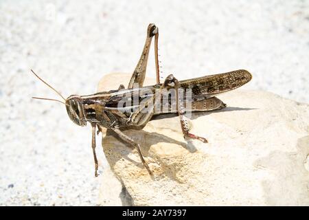 That is a grasshopper on a stone in the Florida sun. Stock Photo