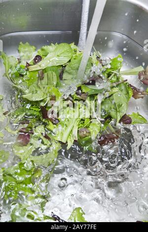 Wash the salad greens Stock Photo