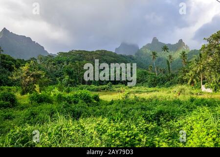 Moorea island jungle and mountains landscape Stock Photo