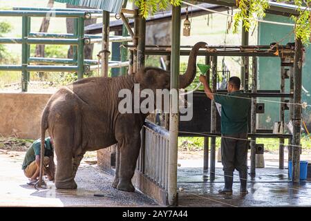 Sri Lanka, - Sept 2015: Rangers feeding milk to young orphaned elephants while they are checked by a vet at the Udewalawe, Elephant transit home Stock Photo