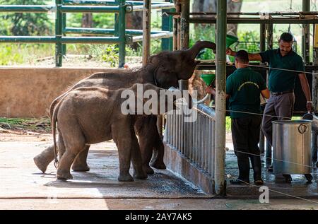 Sri Lanka, - Sept 2015: Rangers feeding milk to young orphaned elephants at the Udewalawe, Elephant transit home Stock Photo