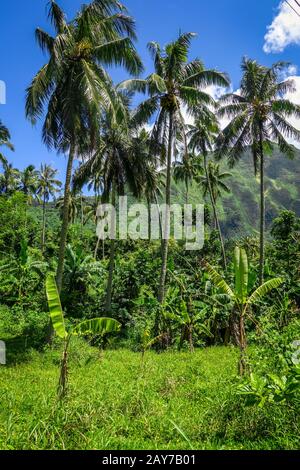Moorea island jungle and mountains landscape view Stock Photo