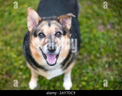 A Shepherd mixed breed dog looking up at the camera with a happy expression Stock Photo