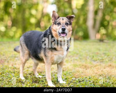 A Shepherd mixed breed dog standing outdoors Stock Photo