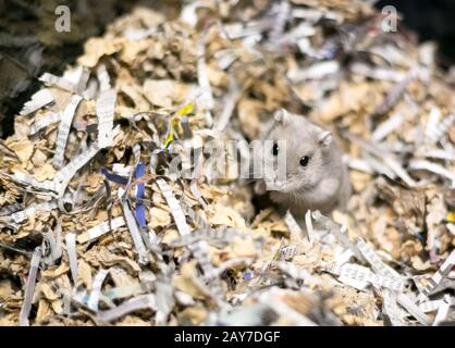 A pet hamster in a cage full of shredded paper as bedding material Stock Photo