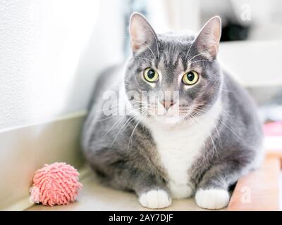 An overweight domestic shorthair cat with gray tabby and white markings