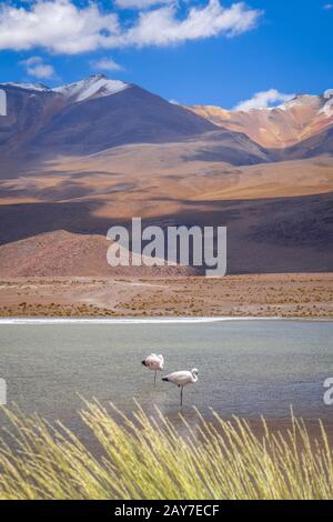 Pink flamingos in altiplano laguna, sud Lipez reserva, Bolivia Stock Photo
