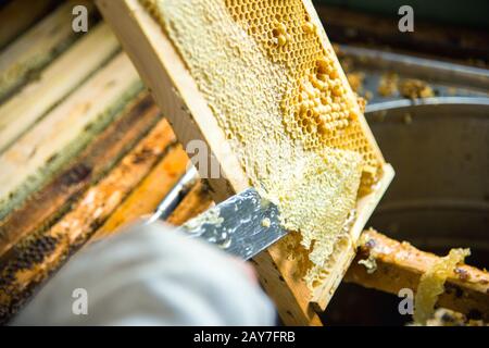 The beekeeper separates the wax from the honeycomb frame. Stock Photo