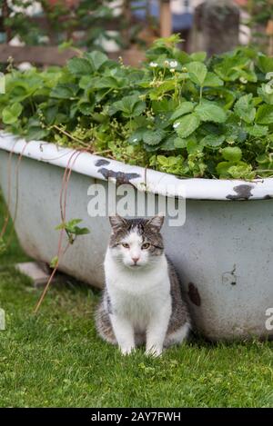 House cat sitting in front of an old upcycling bathtub in the garden Stock Photo