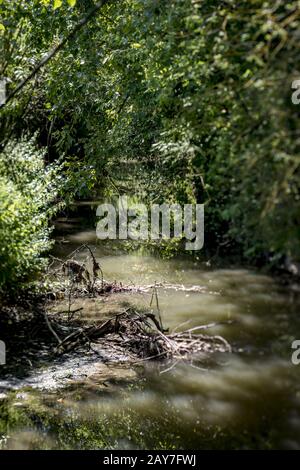 Small stream flows through a fairy forest Stock Photo