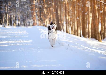 Male Husk outdoors in a snowy forest Stock Photo
