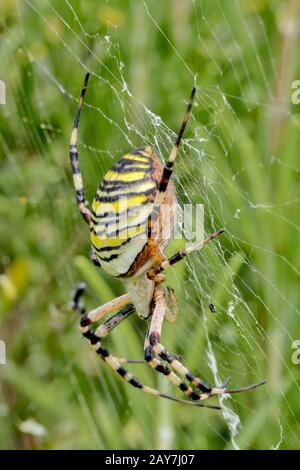 Large wasp spider in a spider's web between meadows Stock Photo