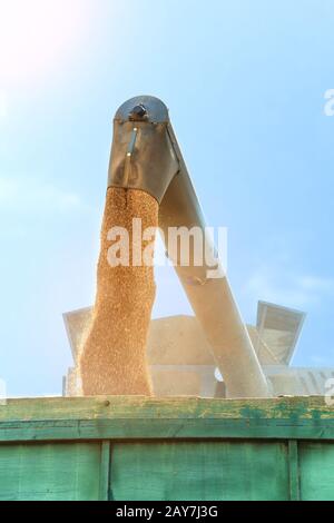 Combine harvester in action on wheat field, unloading grains Stock Photo