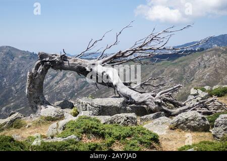 Old tree on the GR20 in Corsica Stock Photo