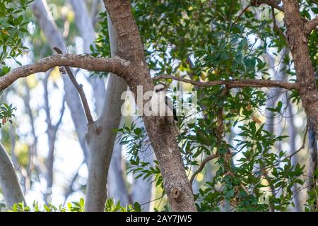 Dacelo (Kookaburra), South Molle Island, Queensland, Australia Stock Photo