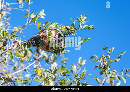 South Molle Island, Queensland, Australia Stock Photo