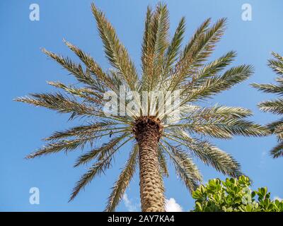 Close up of palm trees on beach against bright blue sky. Stock Photo