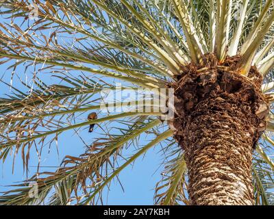 Close up of palm trees on beach against bright blue sky. Stock Photo