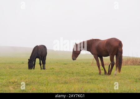 Two horses graze on a green field against a background of low clouds and fog Stock Photo