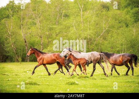 A herd of horses grazes on a heel spring meadow with grass against a background of spring forest Stock Photo