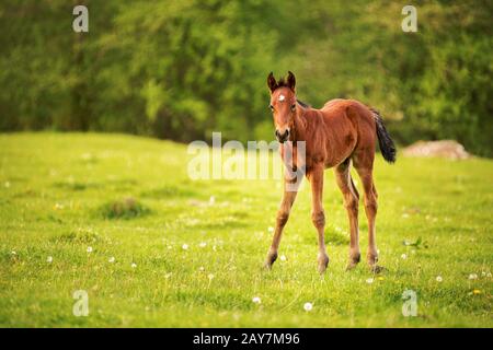 Young foal of a dark brown color is grazed on a green field against a background of a young forest in the rays of the setting su Stock Photo