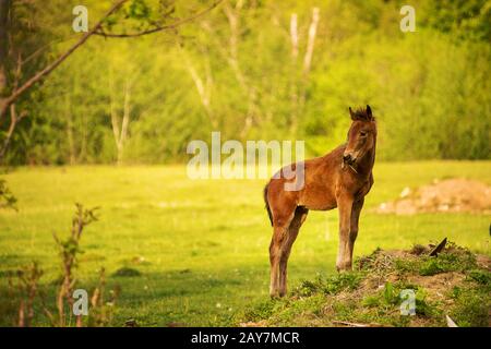 Young foal of a dark brown color looks into the camera and grazes on a green meadow against a background of a young forest in th Stock Photo