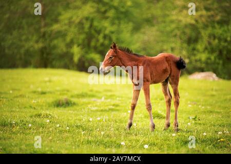 Young foal of a dark brown color is grazed on a green field against a background of a young forest in the rays of the setting su Stock Photo