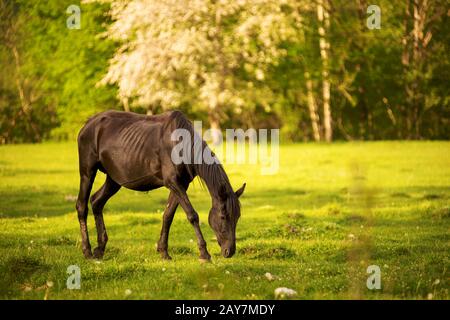 Dark horse grazes on a green spring meadow against a background of a young forest in the setting sun Stock Photo