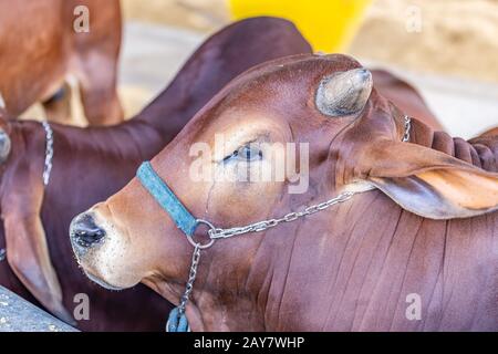 Brazilian Zebu elite cattle in a exhibition park Stock Photo