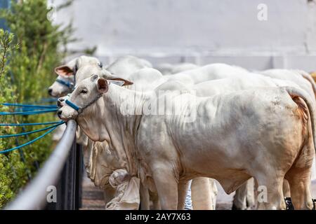 Brazilian Zebu elite cattle in a exhibition park Stock Photo