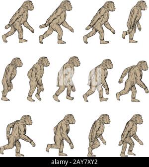 Homo Habilis Walking Side Drawing Stock Photo - Alamy