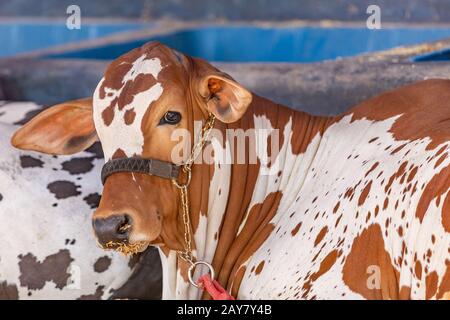 Brazilian Zebu elite cattle in a exhibition park Stock Photo