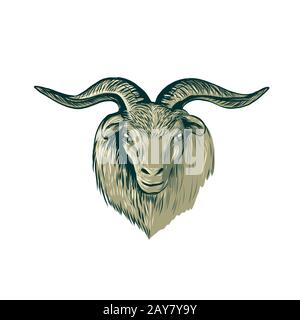Cashmere Goat Head Drawing Stock Photo