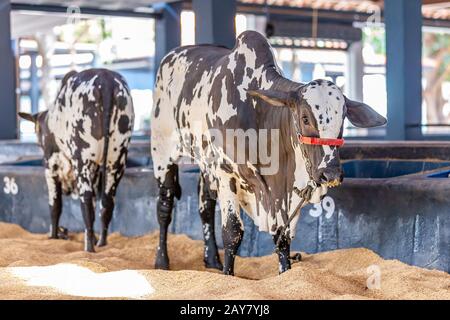 Brazilian Zebu elite cattle in a exhibition park Stock Photo