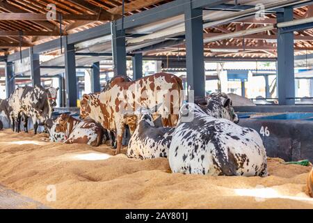 Brazilian Zebu elite cattle in a exhibition park Stock Photo