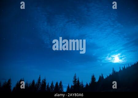 Forest of pine trees under moon and blue dark night sky Stock Photo - Alamy
