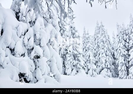 landscape - mountain winter forest after heavy snowfall Stock Photo