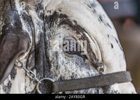 Brazilian Zebu elite cattle in a exhibition park Stock Photo